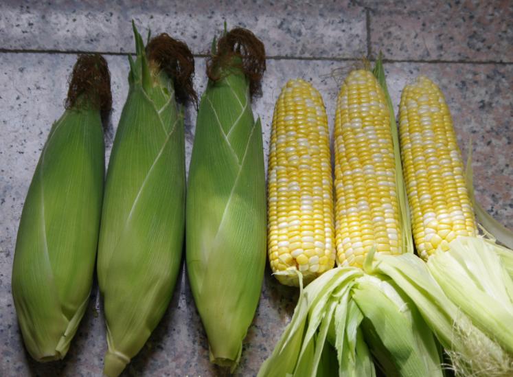 高产高质量优质玉米种都在这里,23年排名前十抗病高产玉米种