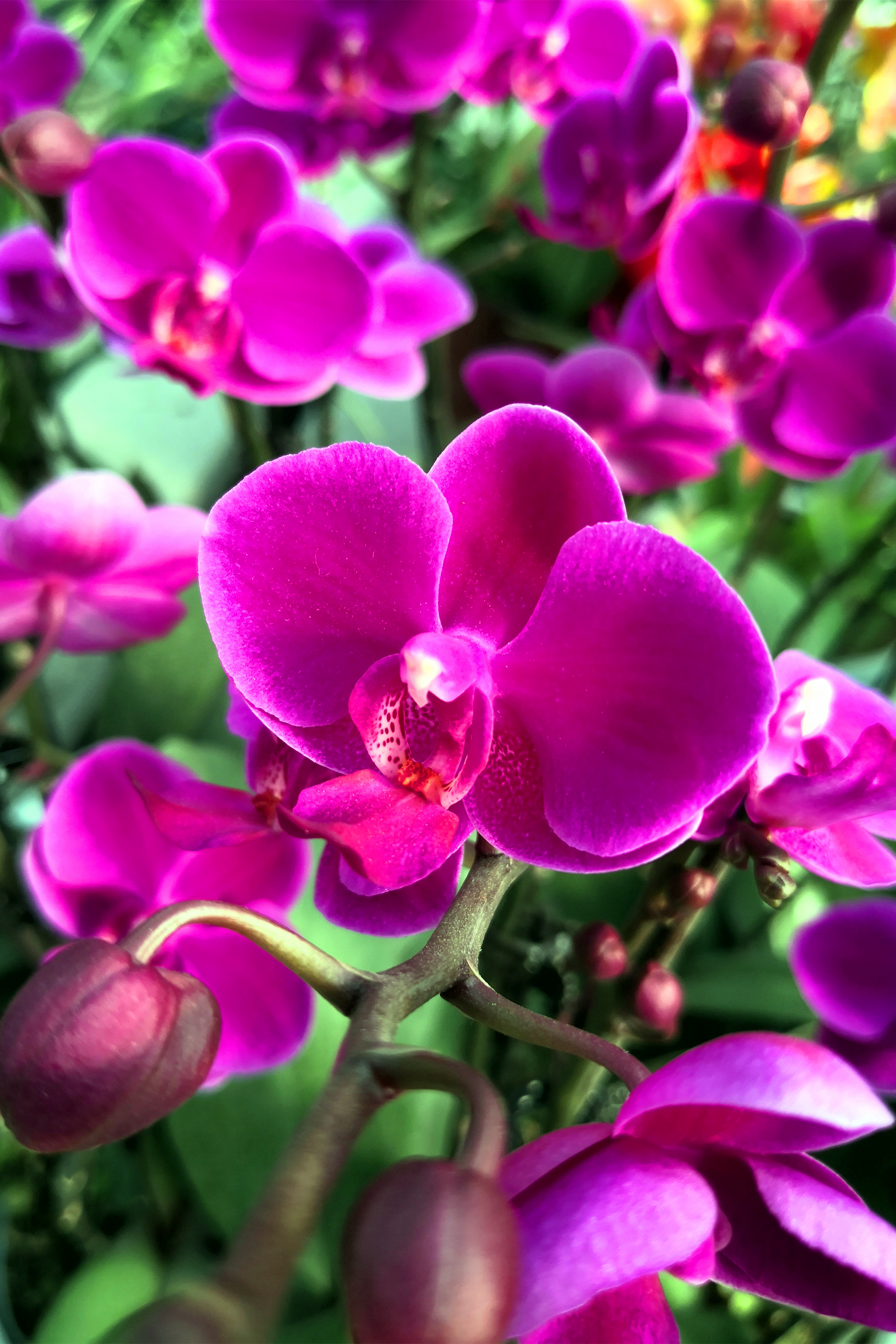 东营最大的花卉批发市场在哪里,东营地区哪里有花卉市场