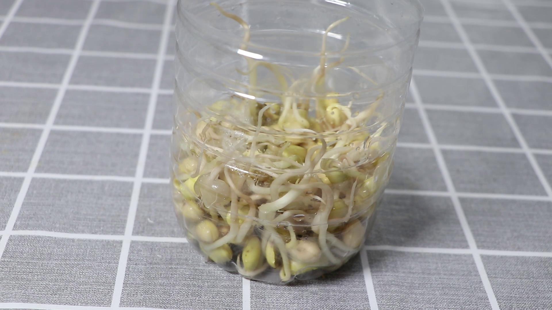 泡发豆芽的主要步骤和注意事项,发豆芽可以用保鲜膜代替纱布吗