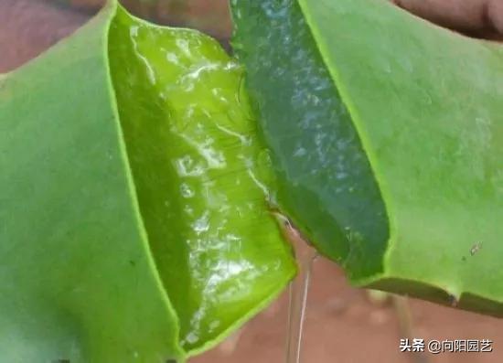 养芦荟有什么妙用,芦荟叶子用什么擦好