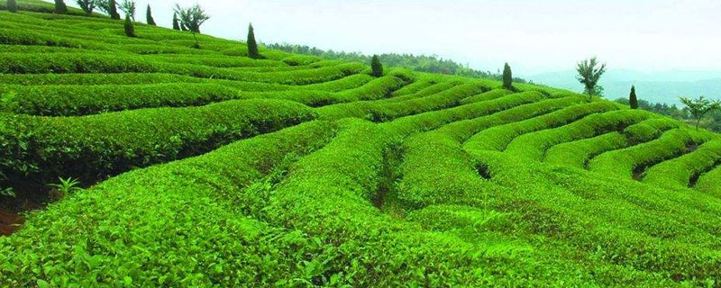 绿色农业种植技术和发展前景,农业种植什么项目前景好赚钱多