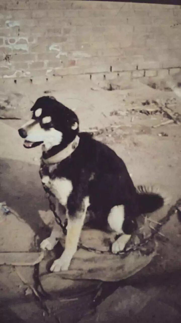 北方的四眼狗,童年的小四眼狗