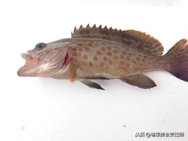 名贵海鲜食材排名,名贵海鱼大全图片