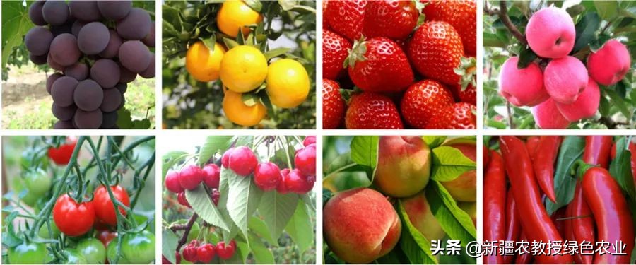 冲动®果美，具有免疫功能的增糖上色肥，专为果实着色而来！