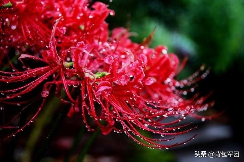 世界上真有曼珠沙华这种花 (曼珠沙华花蕊教程)