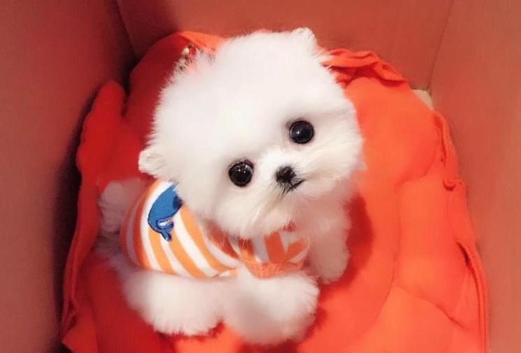 哈士奇烧钱吗,哈士奇公认最纯的狗