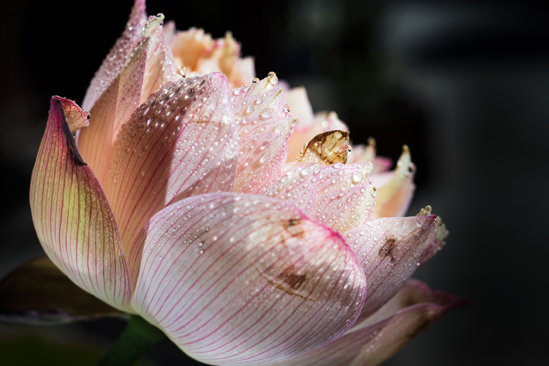 尼康2021年新相机,尼康2021年新相机及镜头展望