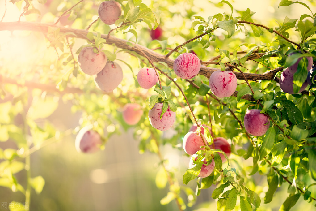 顺天而行逆向而为,顺天行事则成逆天行事则败