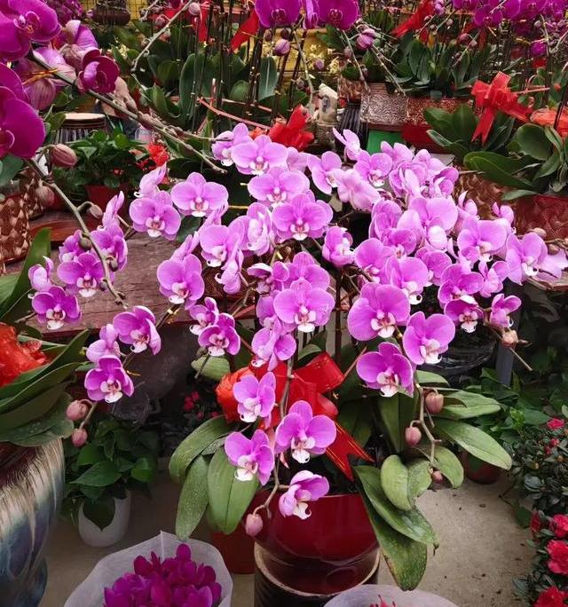 养花，关于“花肥”的科普来了，从此不再为养花施肥犯愁了