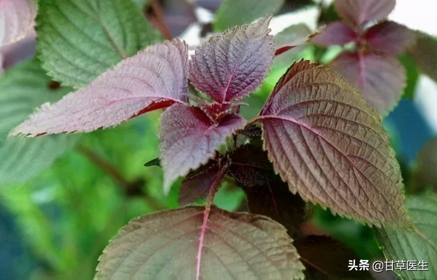 清明|身体浊气“清”到位，静心养肺舒肝胆