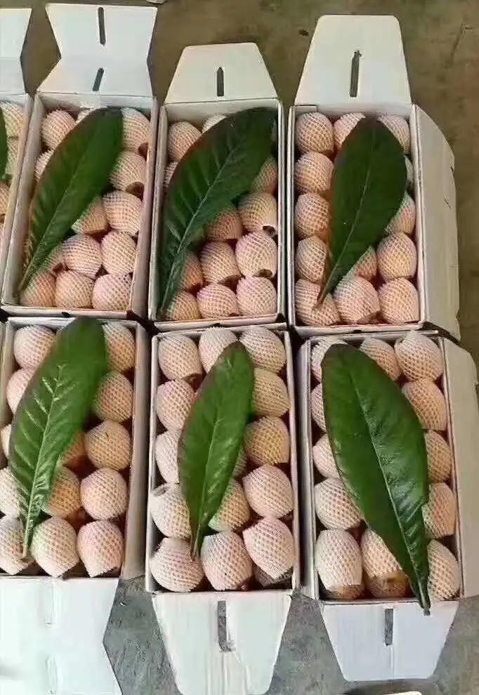 城厢区常太镇首届“壶兰耕读·云上枇杷文化节”暨第22届枇杷节来啦！快来“嗨枇”吧~