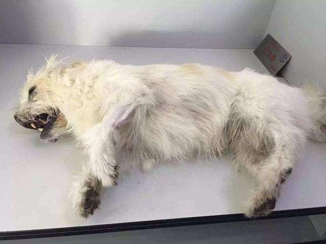 狗狗吃蔬果注意什么,狗狗常吃这9种食物轻松活到18岁