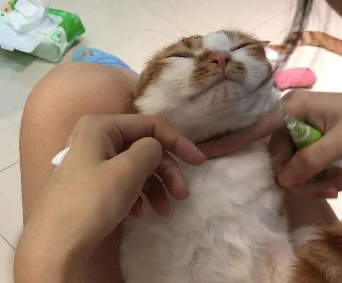 猫怎么刷牙正确方法,猫不想刷牙什么东西可以给猫刷牙