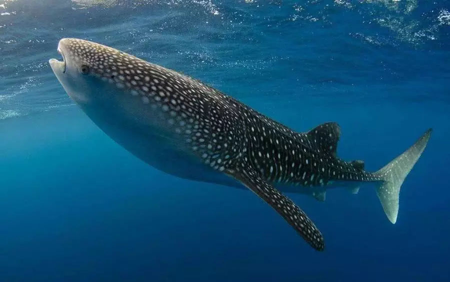 观赏淡水小鲨鱼种类及图片,海洋馆鲨鱼的种类名字