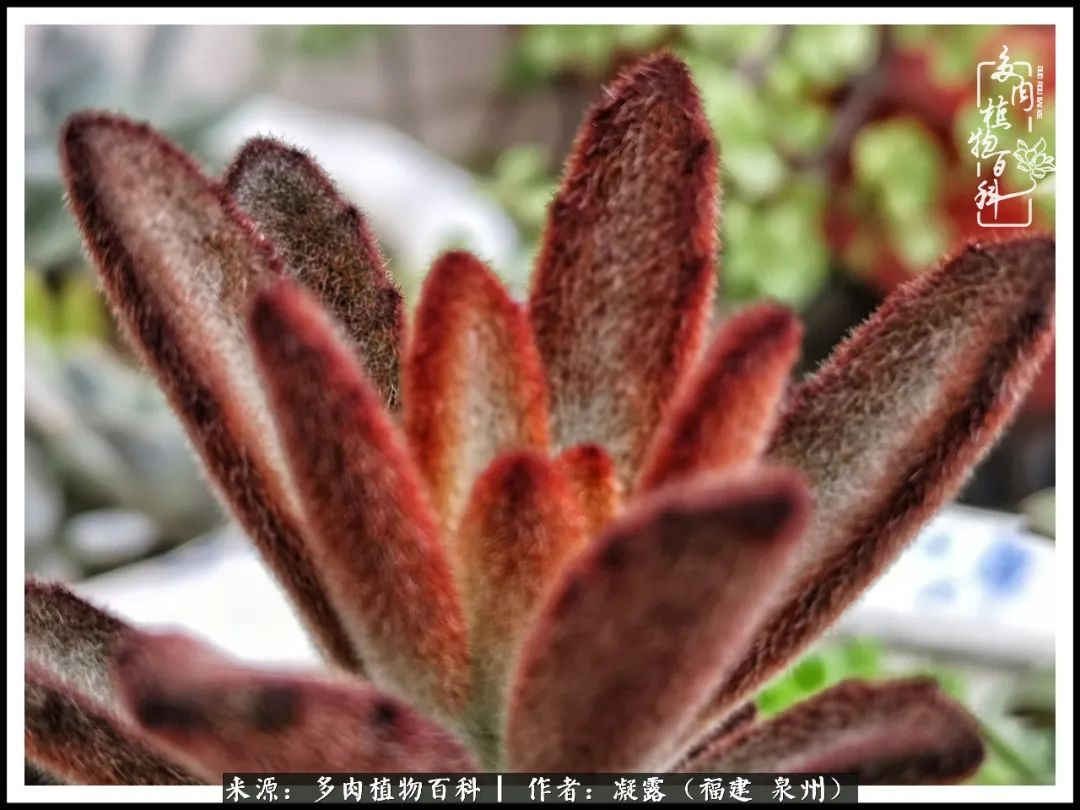 多肉日记严选,多肉日记大全100字