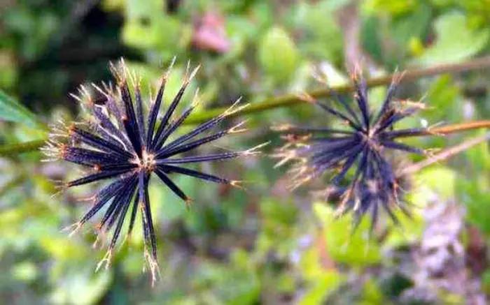 院子里有杂草适合养什么,庭院清除杂草的最佳方法