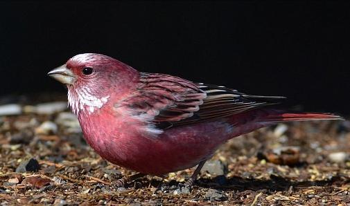 东江揽胜,惠州淡水常见鸟类图谱