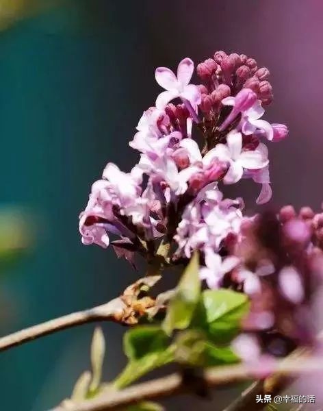 6月到了，送你6花6蝶6鸟6景6曲6诗，这月顺顺利利。