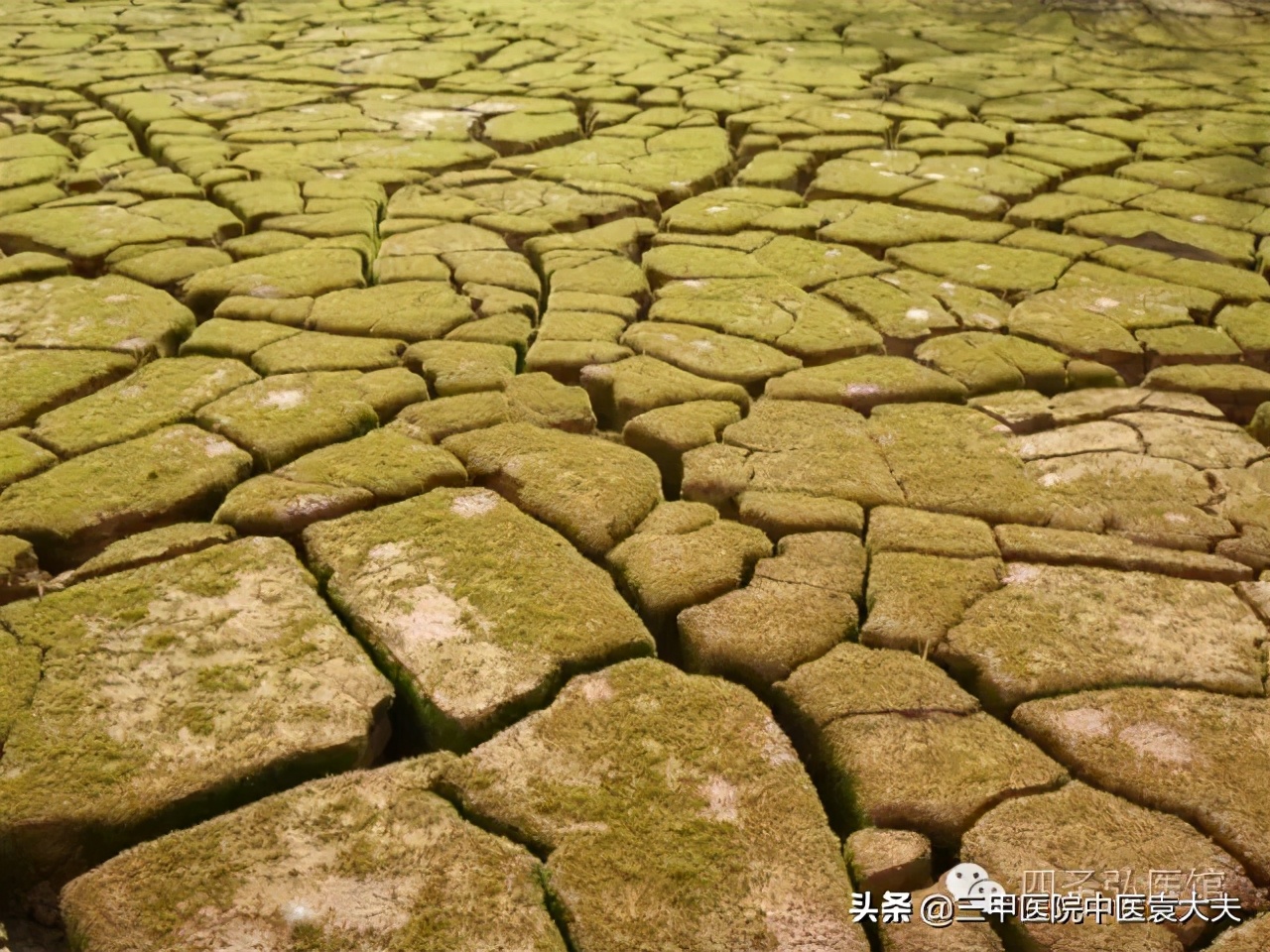 迈入中医之门(配视频)第17课:“瘦弱”的中医机理与科学增肥