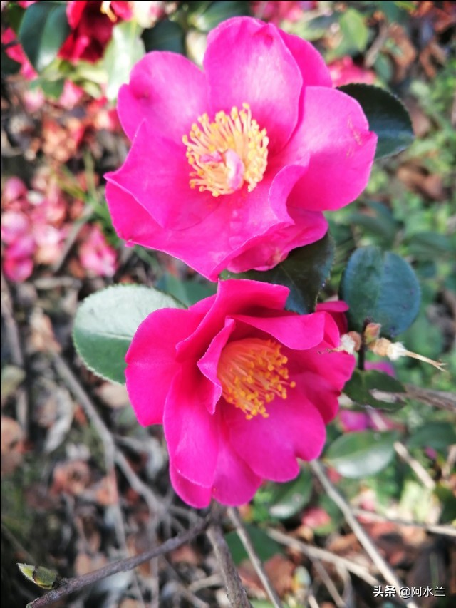 爱情到底要不要顺其自然,对待爱情和友情的态度一样不强求