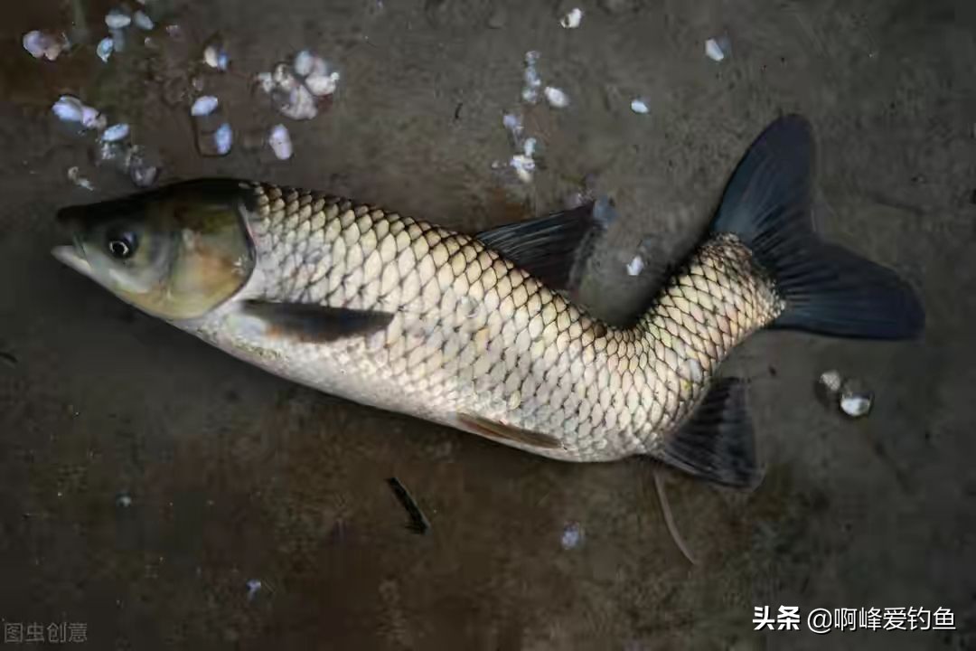 电鱼的危害会不会破坏生态环境,电鱼的副作用和危害