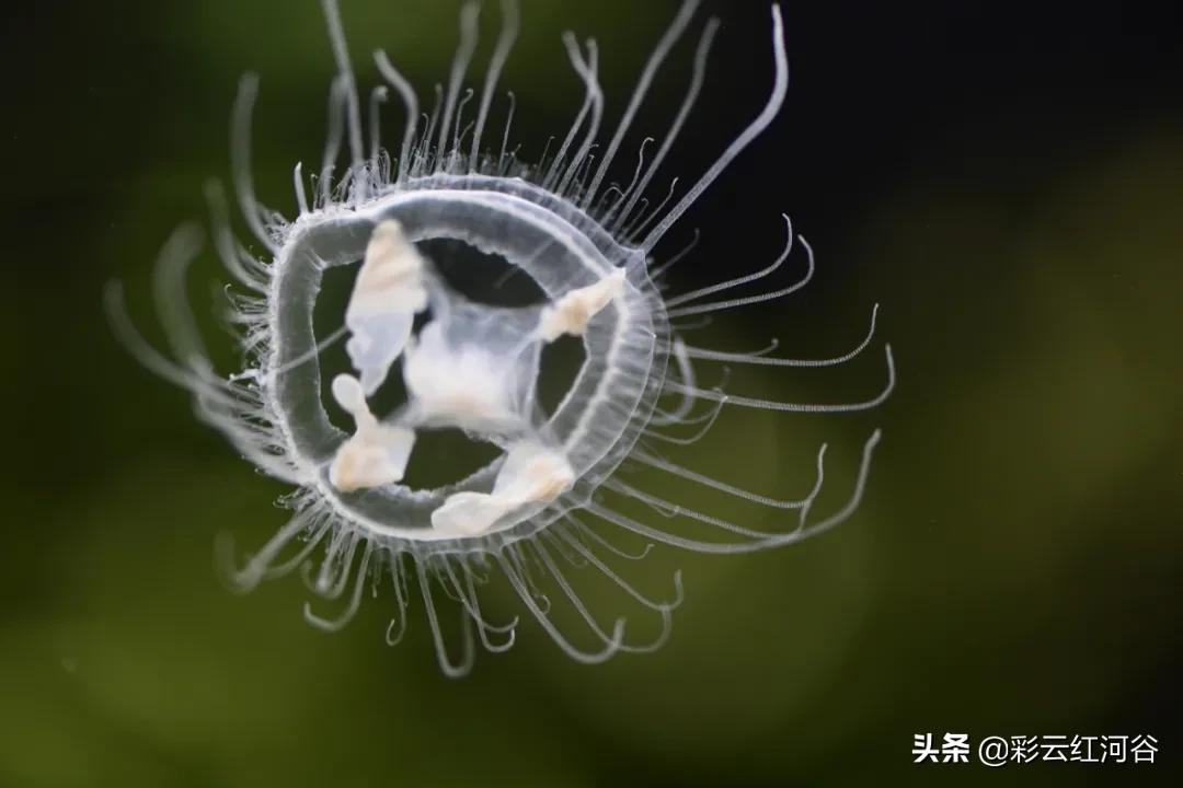 中国云南哪里好看,云南的云彩为什么好看