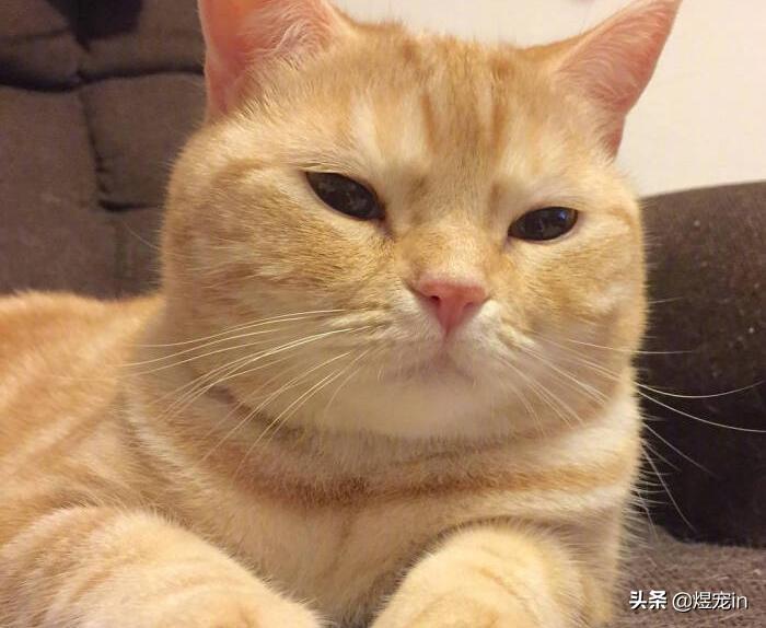 不小心把猫咪胡子弄掉了怎么办,猫的胡子掉了是怎么了