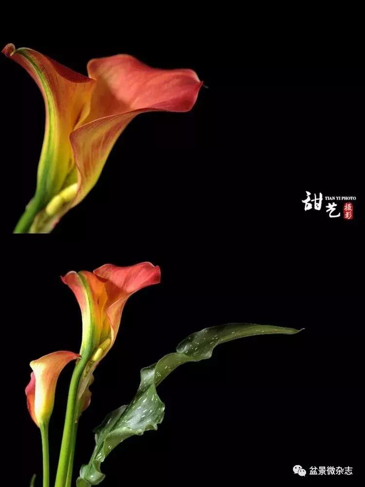 盆景艺术欣赏视频大全,盆景万象盆