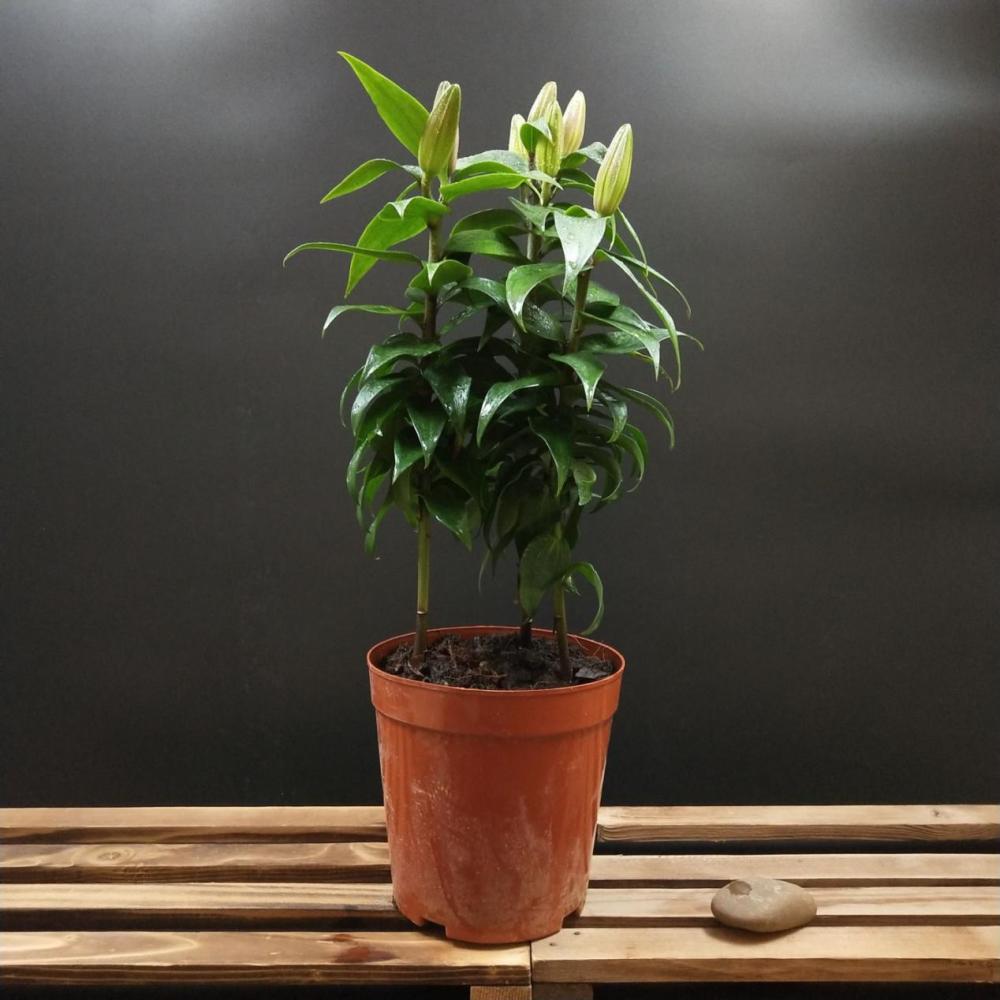 适合大盆养的4种花,这8种花最旺家只需养一盆