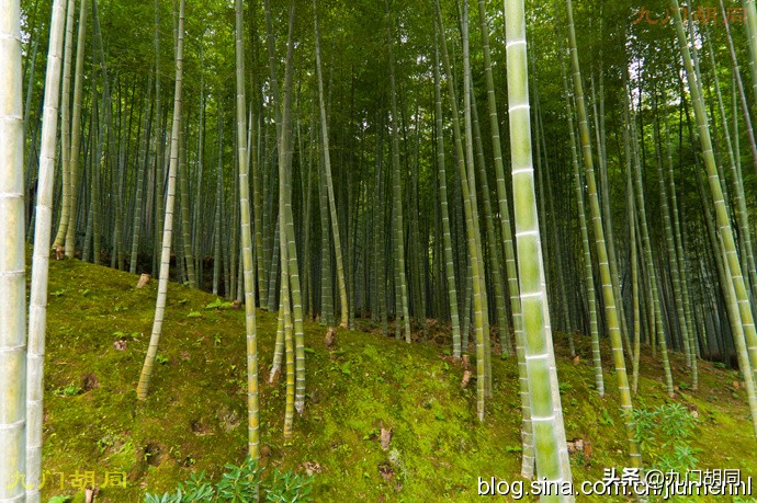 足利高氏进京见醍醐天皇,足利尊氏和后醍醐天皇的关系