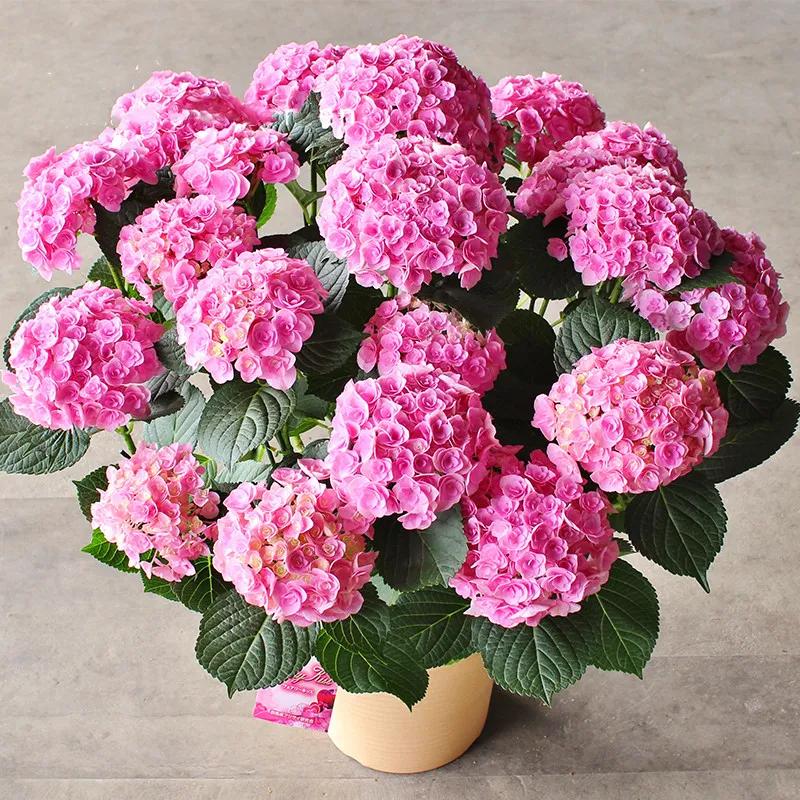 春季绣球叶子发皱怎么回事,夏季绣球老叶子都干枯怎么处理