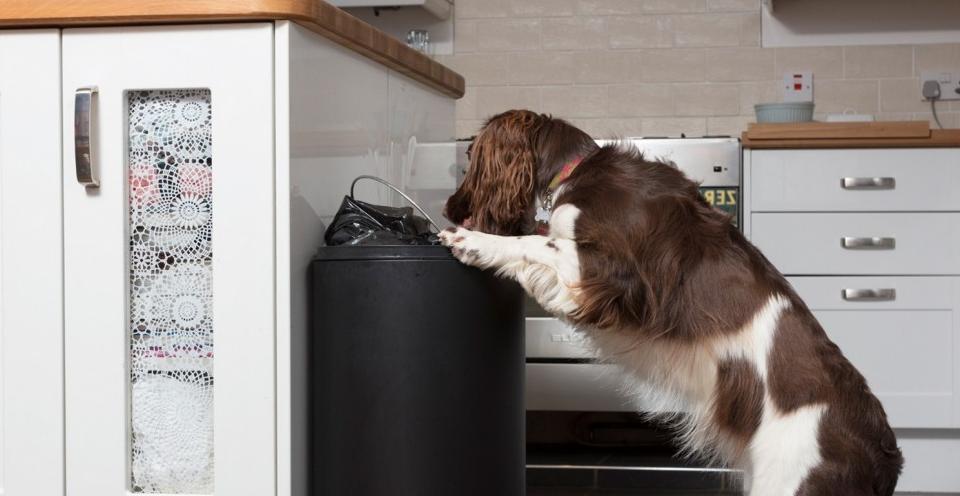 小狗吃巧克力后吃什么不会中毒,小狗吃巧克力后会发生什么症状