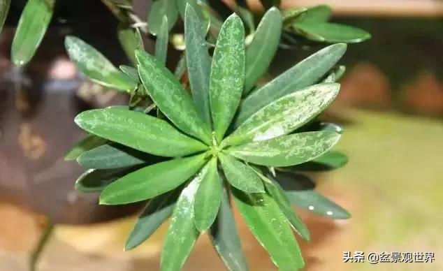 最合适做盆景的罗汉松是什么品种,什么品种的罗汉松盆景最好