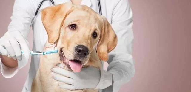 狗狗牙齿有牙结石怎么办可以去除,狗不愿意刷牙怎么预防牙结石