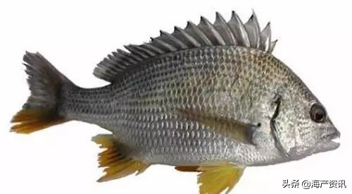 40种常见淡水鱼,45种常见海鱼名称