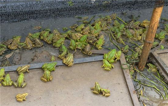 青蛙养殖不冬眠技术原理,养殖的青蛙抓不干净怎么办