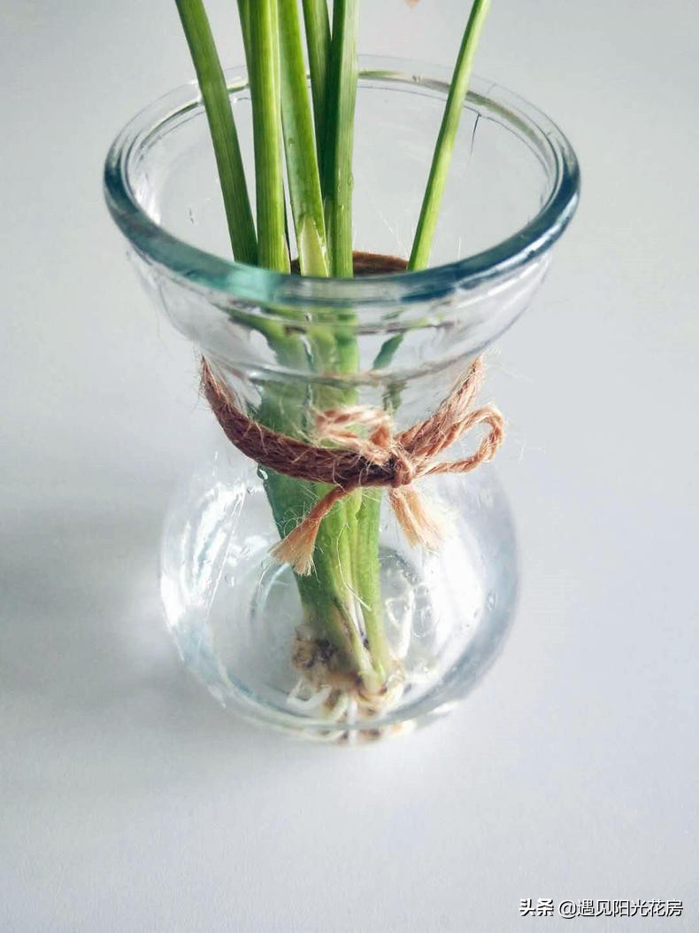 马蹄莲黄叶不开花是什么原因,马蹄莲叶子发黄解决办法水培