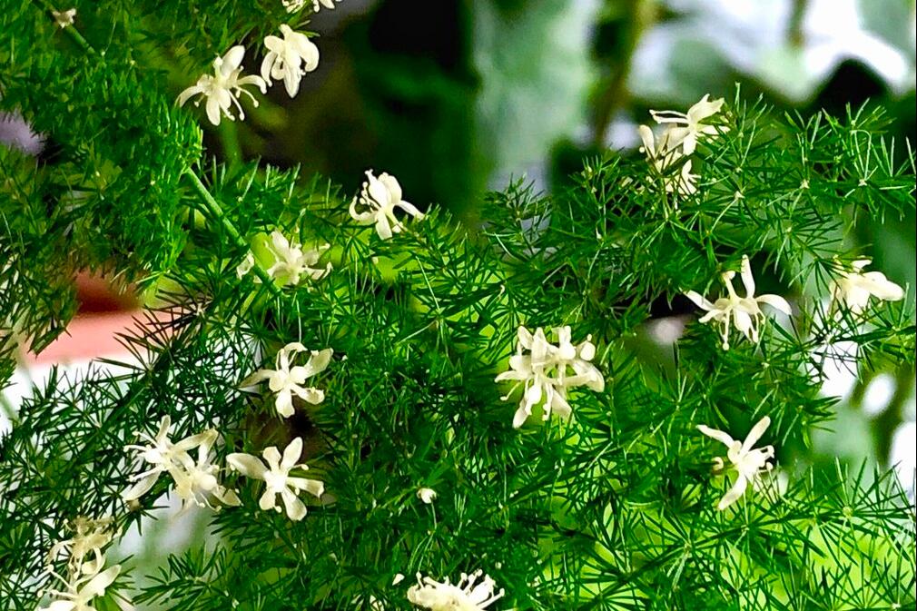 文竹冬天怎么养?学会3点,文竹安全过冬,蹭蹭冒新芽