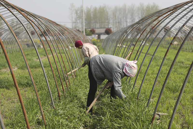 韭菜种子怎么种植盆栽,老根韭菜根移栽后怎么浇水