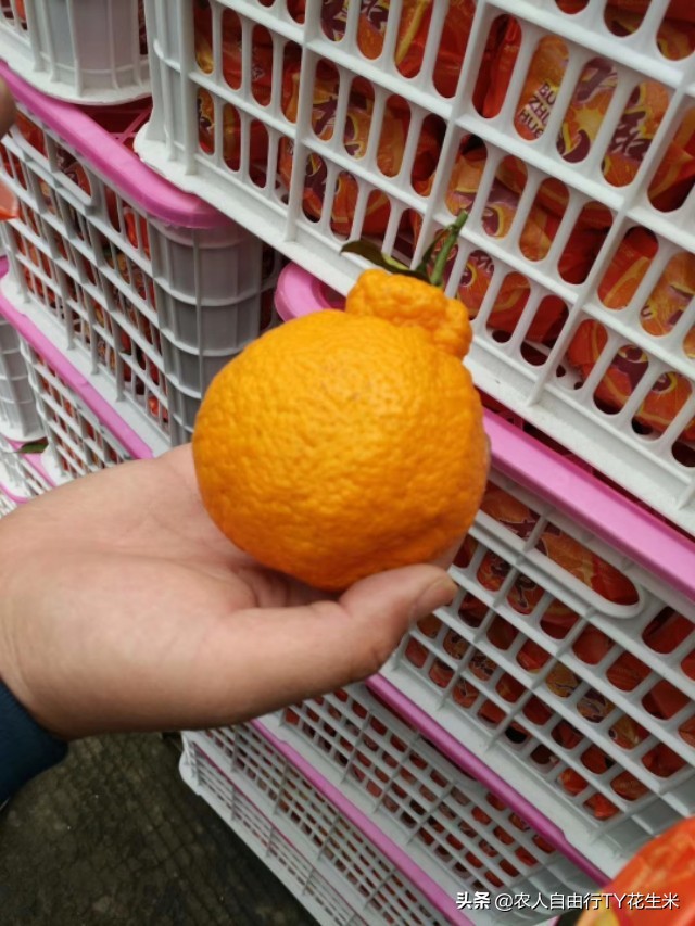 濮阳万邦国际农产品果蔬批发市场,万邦2023年10号果蔬价格