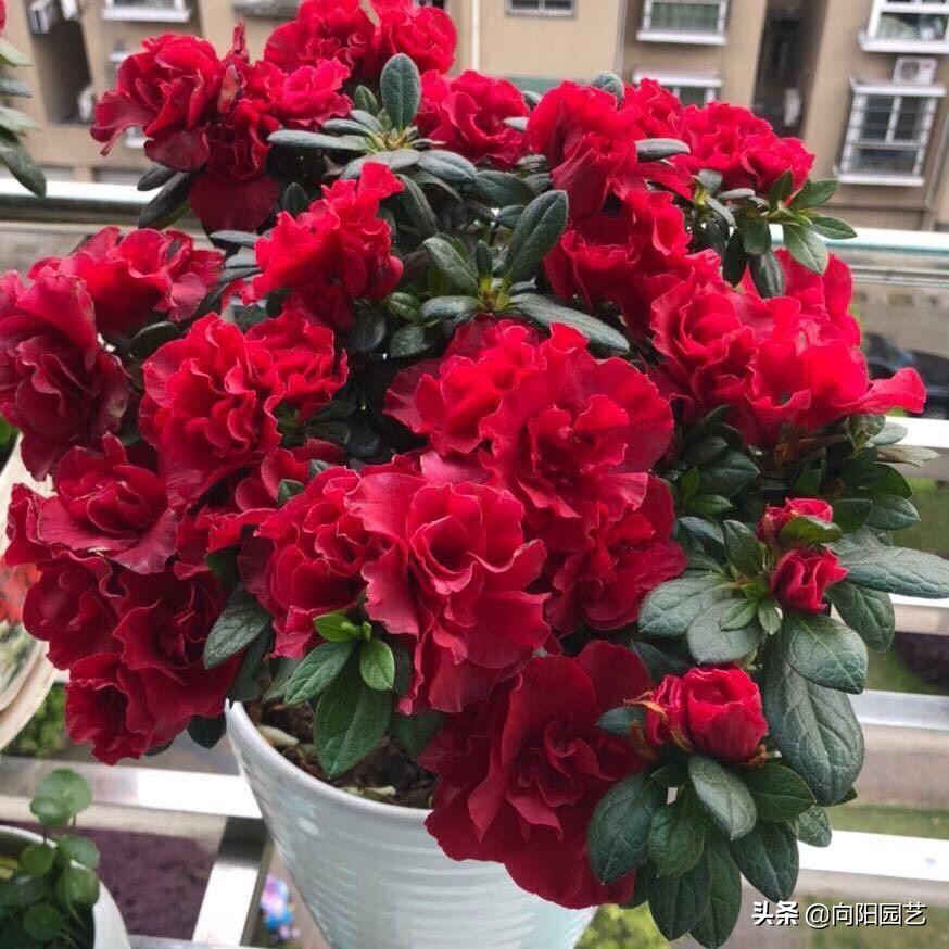 淘米水养花异味怎么处理,淘米水养花发臭