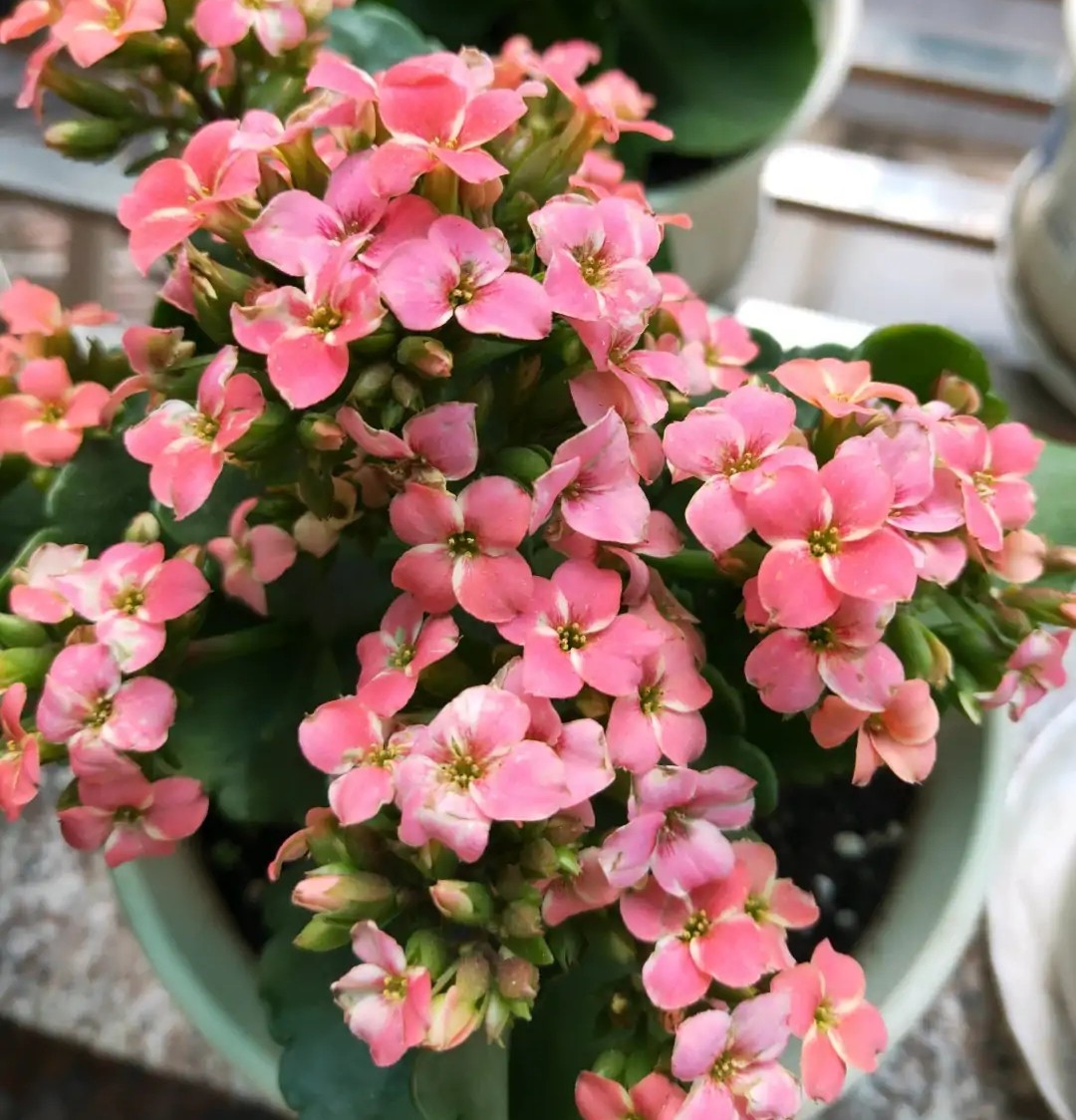 长寿花单瓣品种大全,长寿花100种颜色图片