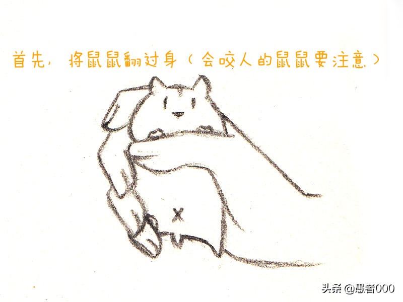 画可爱的仓鼠漫画,可爱的小仓鼠简单的漫画