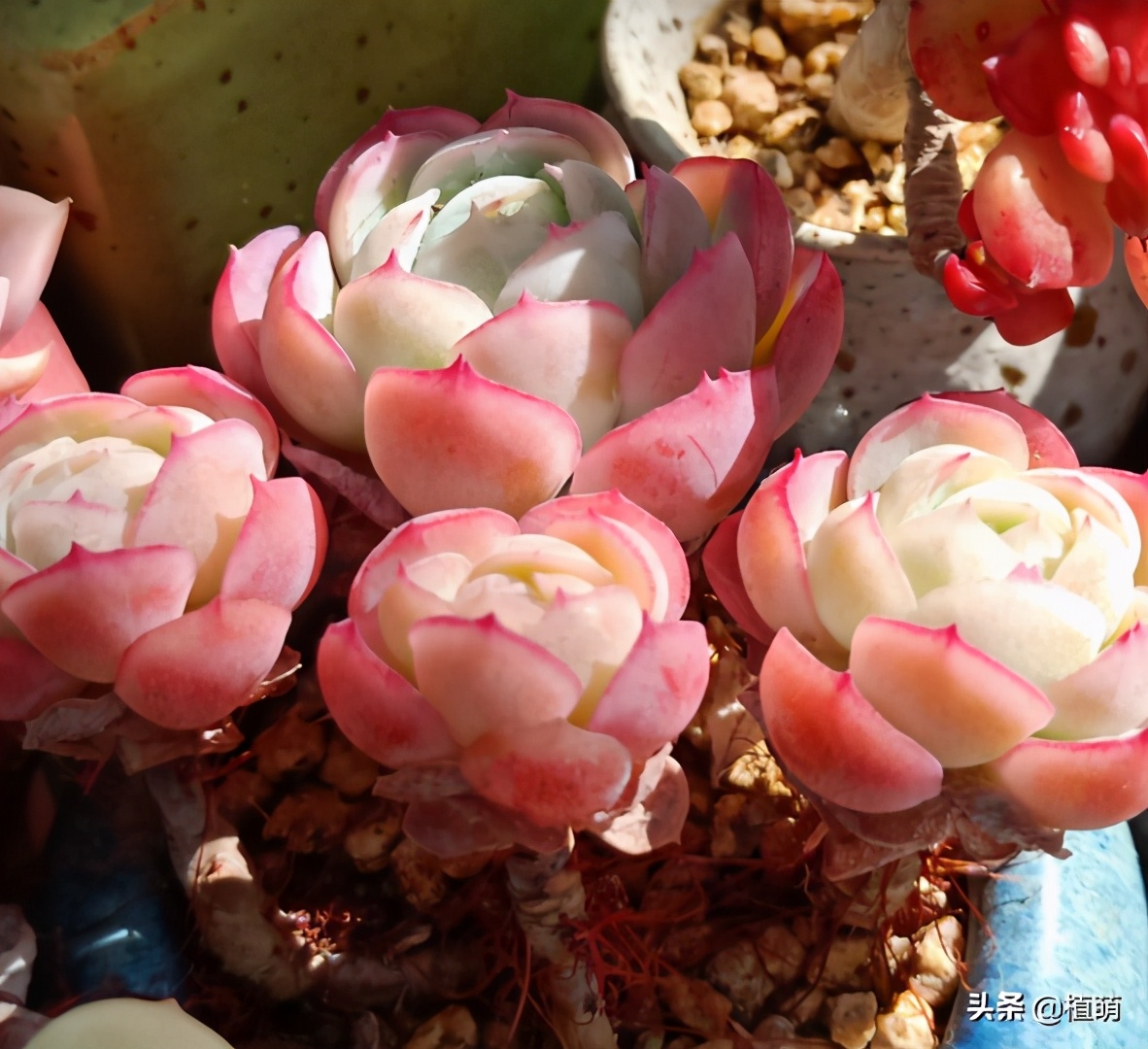 多肉贝瑞变绿爆头还会香吗,多肉贝瑞长了花剑