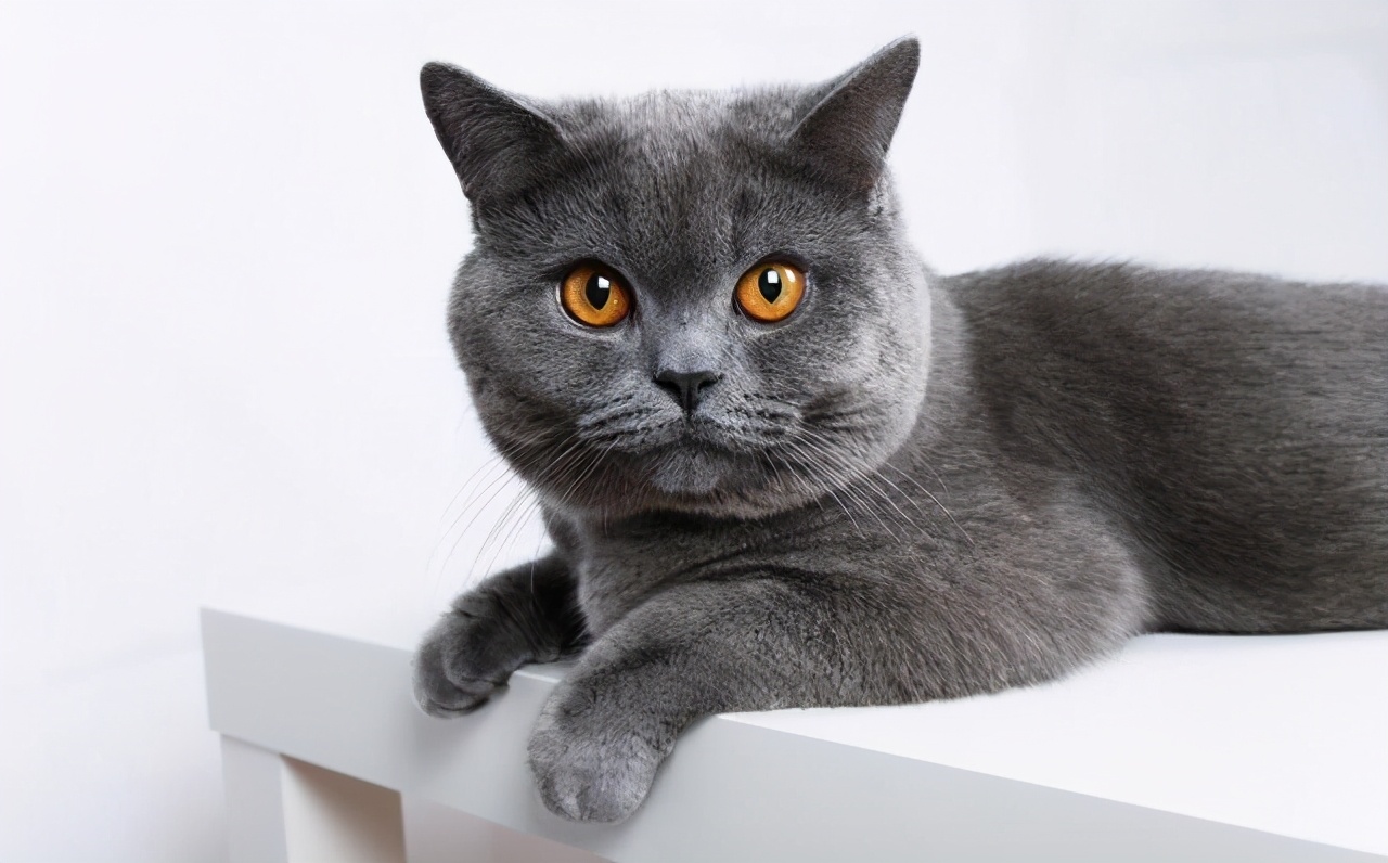 捡到一只被遗弃的小奶猫要怎么养,捡到一只蓝猫需要注意什么