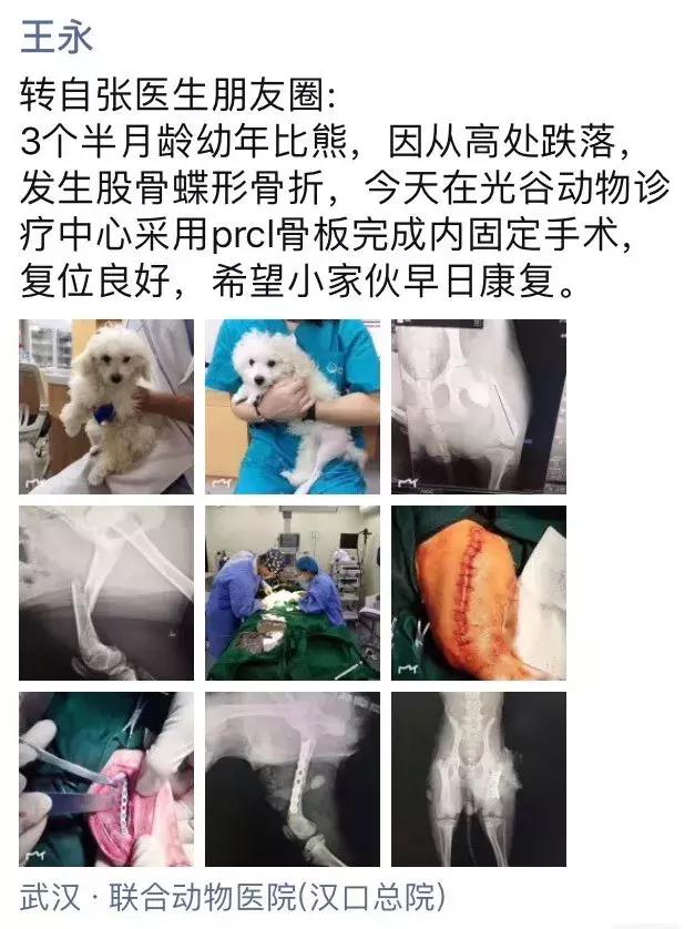 猫咪狗狗骨折了怎么办？扒一扒宠物“骨子里”的那些事