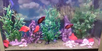 鹦鹉鱼水温常年保持在多少合适,鹦鹉鱼的水位多高不影响观赏