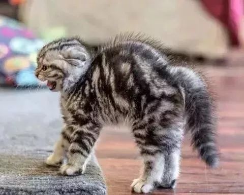 如何不洗澡让猫咪的毛发干净,怎么可以让猫咪不掉毛