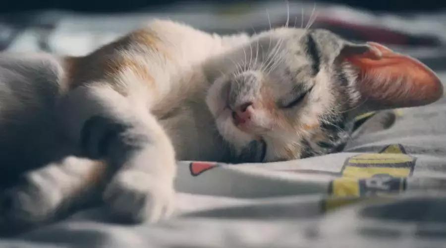 分分分儿,老师的命根儿