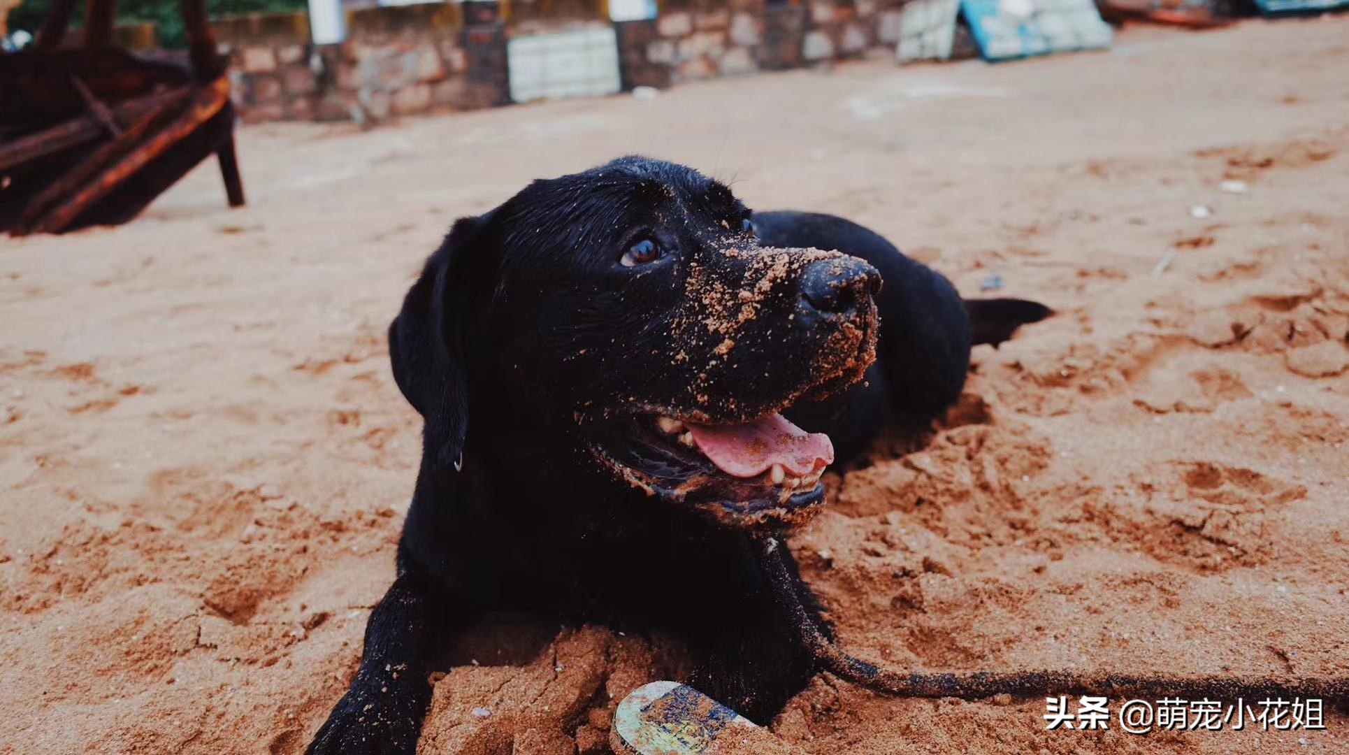 幸运的狗狗却不幸感染血液病,众人为它奔波求医,却没能挽回它